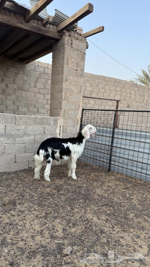 طلي نجدي64373668937217111