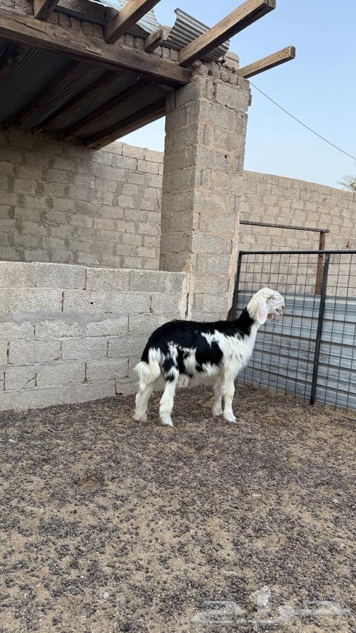 طلي نجدي64373668937217110