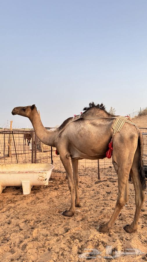 للبيع ناقه صفراء64372668088195110