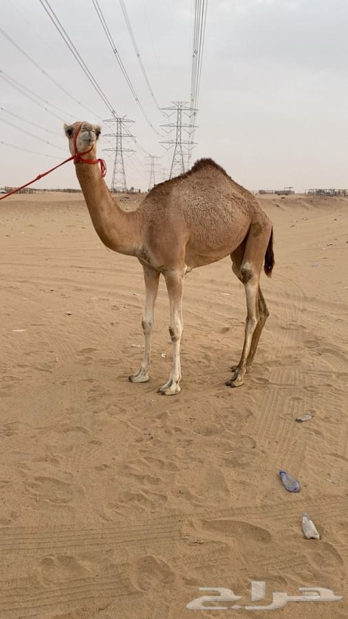 Bakra64374009549057110