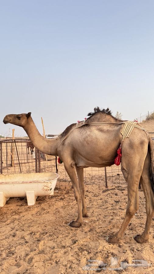 للبيع ناقه صفراء64372668088195111