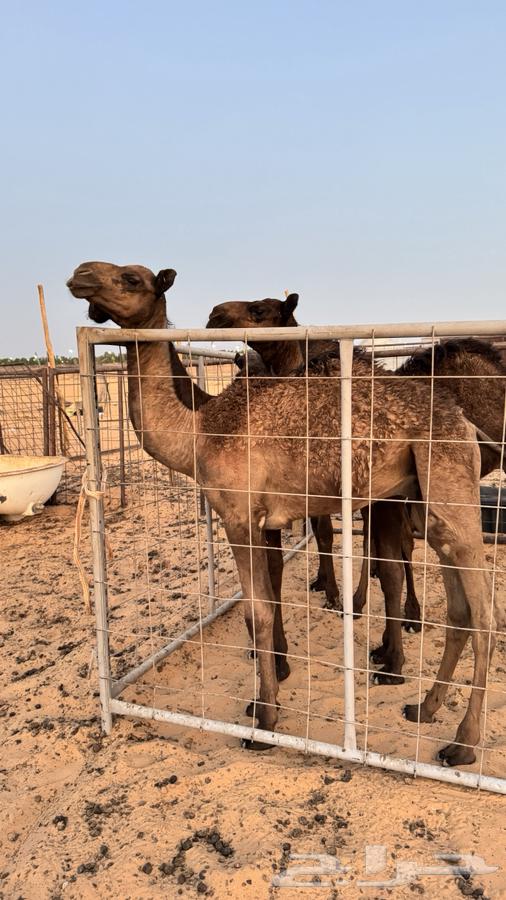 للبيع ناقه صفراء64372668088195112