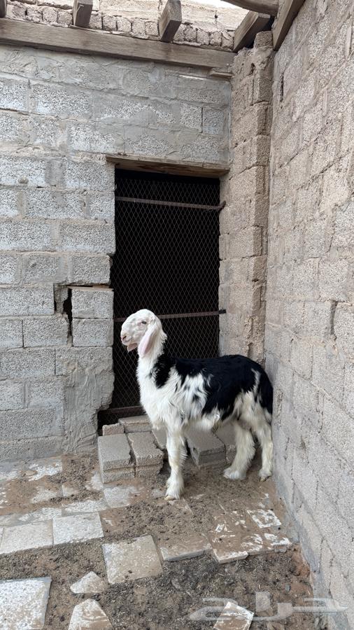 طلي نجدي64373668937217113