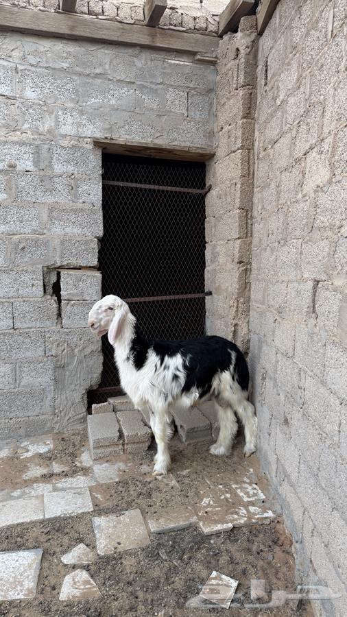 طلي نجدي64373668937217112