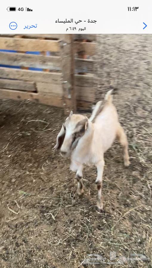 Three Dawagir64375171142145110