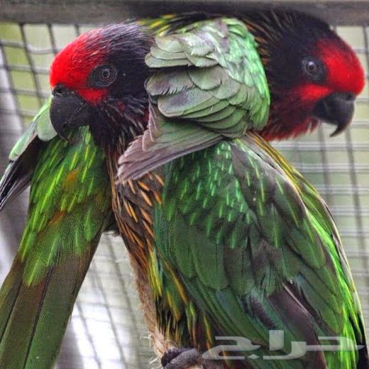 فرخ يلوستريك اندر الفروخ64372960327938110