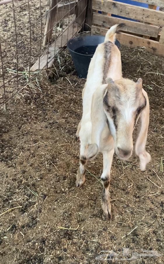 Three Dawagir64375171142145114