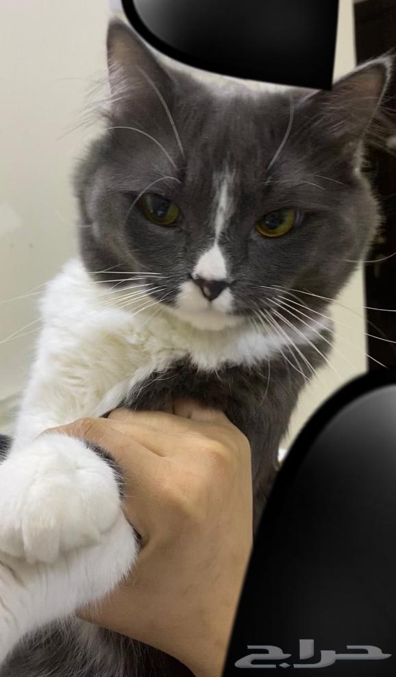 Affectionate and playful cat for sale64363189485058111