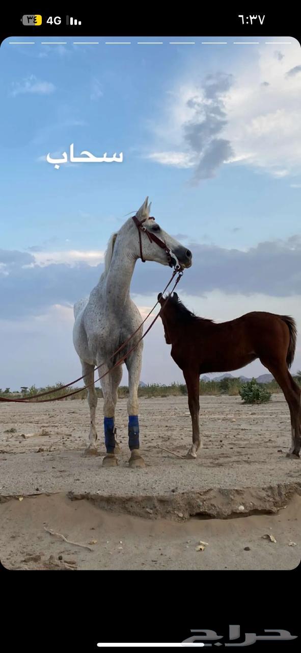 فرس شعبيه من فواخر الشعبيات ومعها مهر64363368478721113