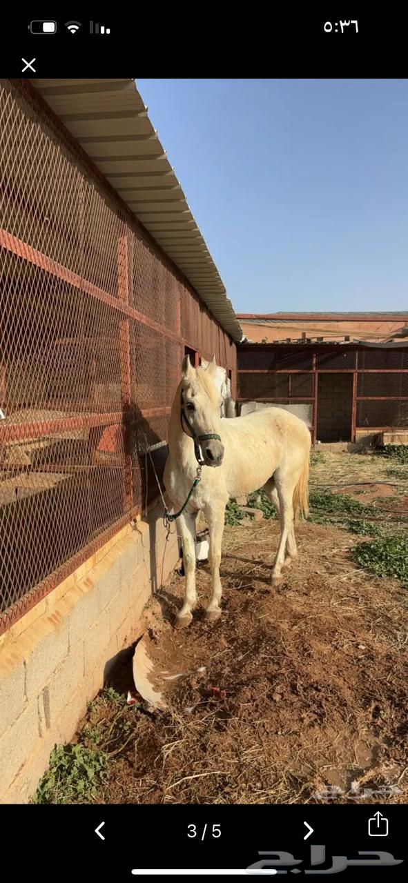 Hello64367916354818110