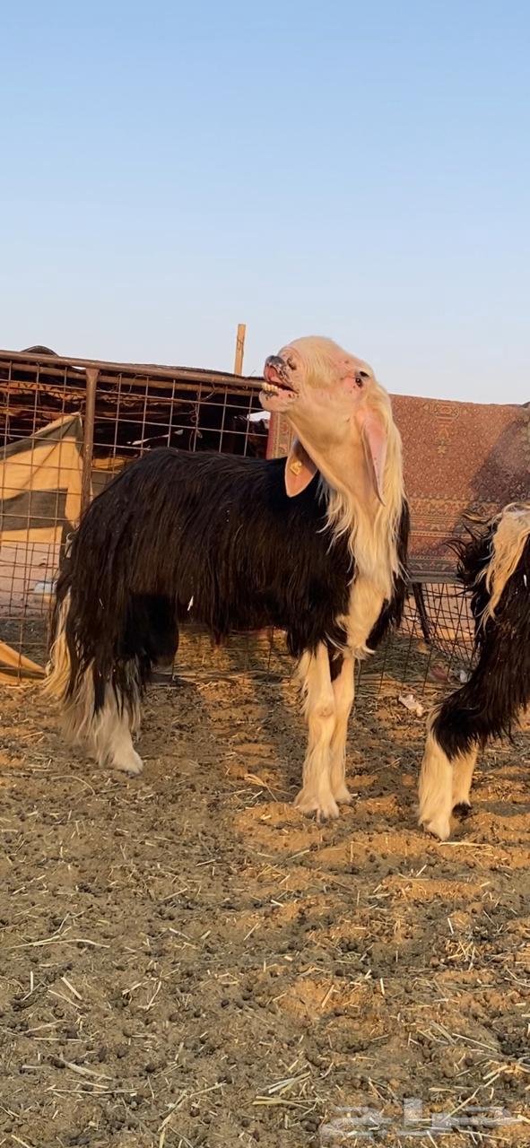 للبيع فحل نجدي64374082931715110