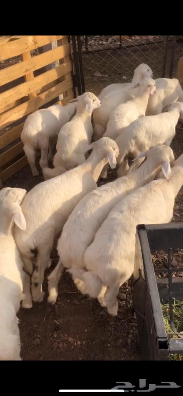 طليان العدد 1164374082955009110