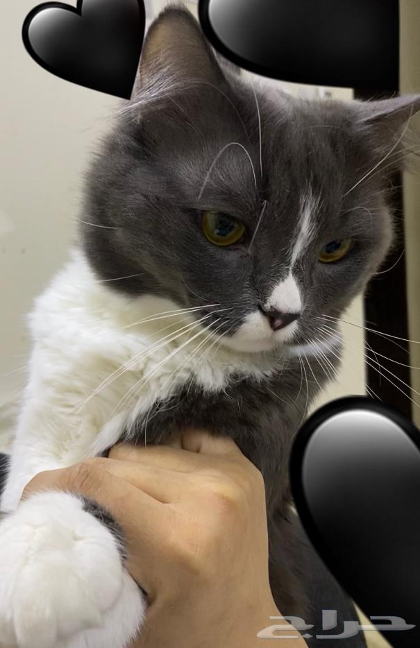 Affectionate and playful cat for sale64363189485058110