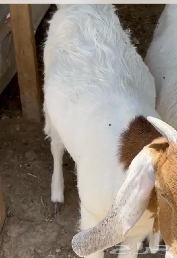 تيوس بلدي ضمان بعد الذبح64366278221314110