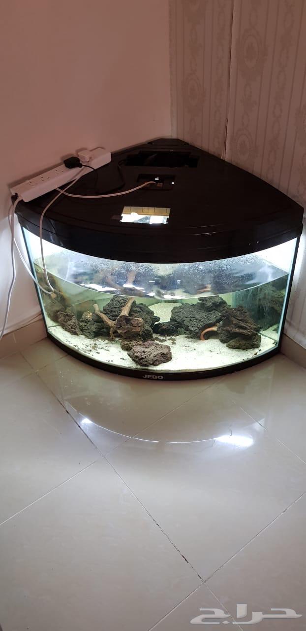 حوض زاويه64376720474371111