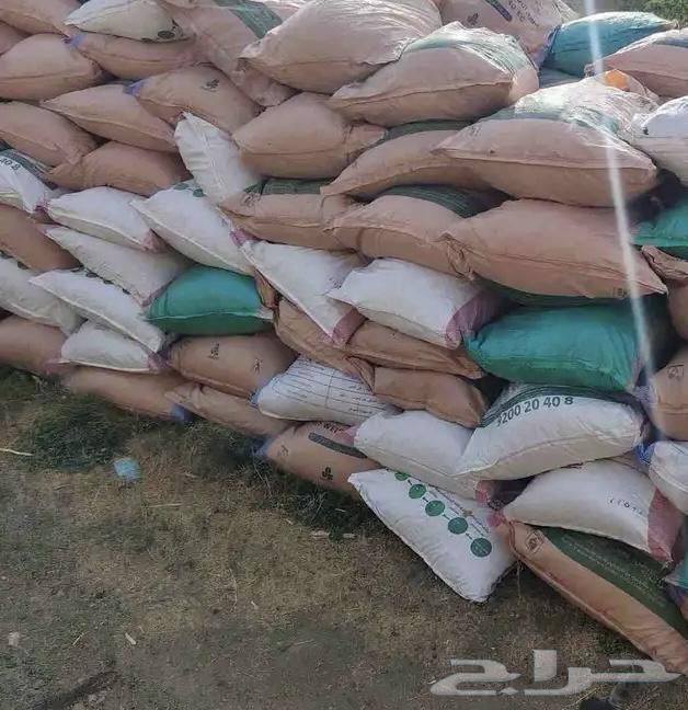 Sheep Dum64257562861441110