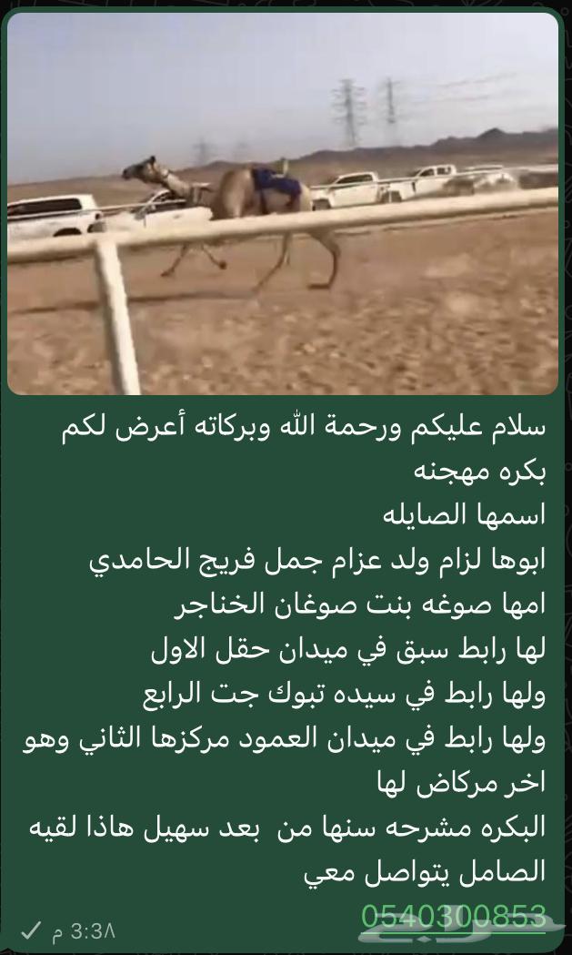 للبيع بكره مهجنه64369878969601110