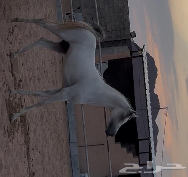 حصان واهو64369425751170110