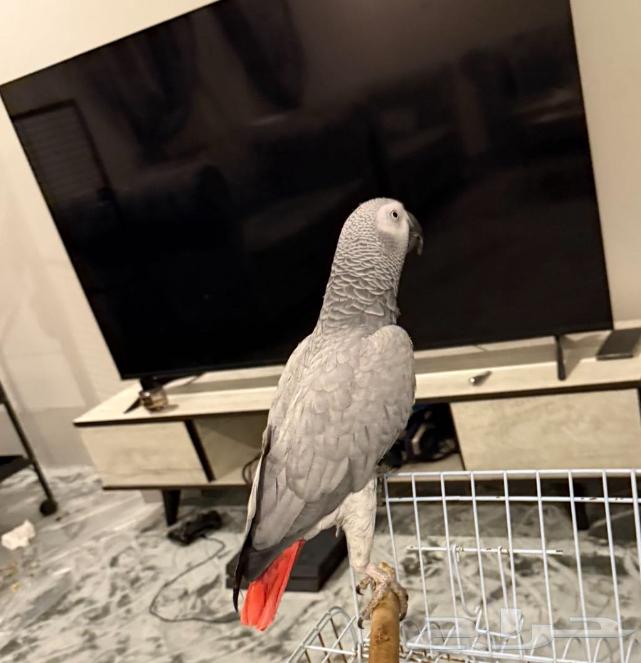 بغبغاء كاسكو64369176011649110