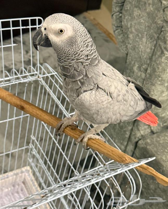 بغبغاء كاسكو64369176011649111