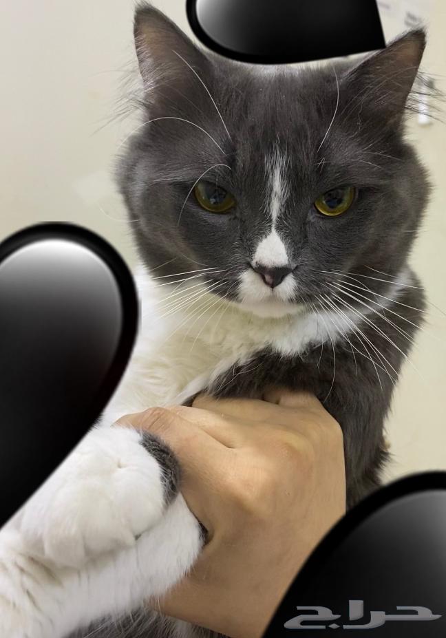 Affectionate and playful cat for sale64363189485058112