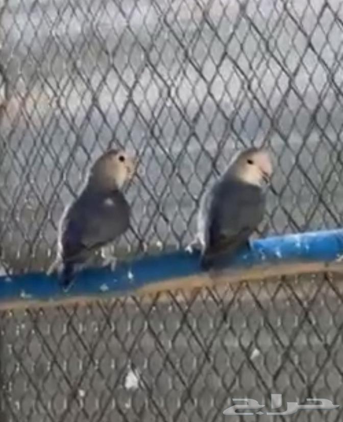 جوز روز منتج64367260162433110