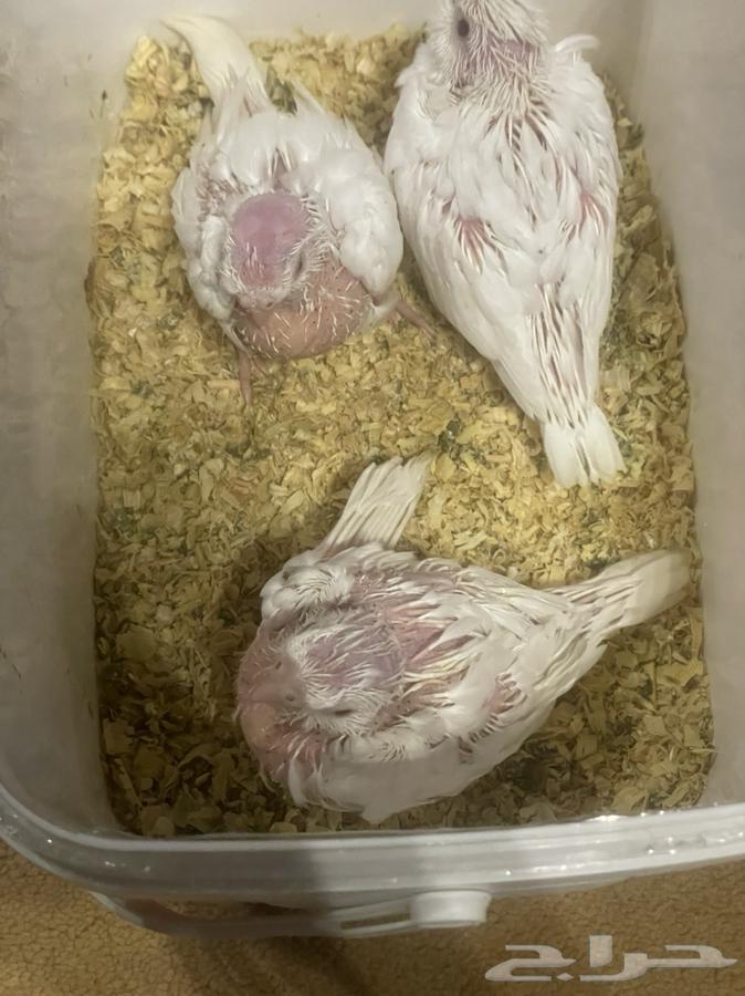 فروخ كروان البينو عيون حمر64374334555266111