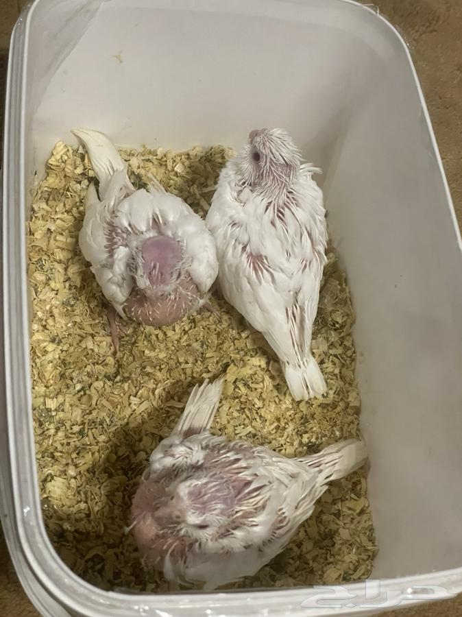 فروخ كروان البينو عيون حمر64374334555266112