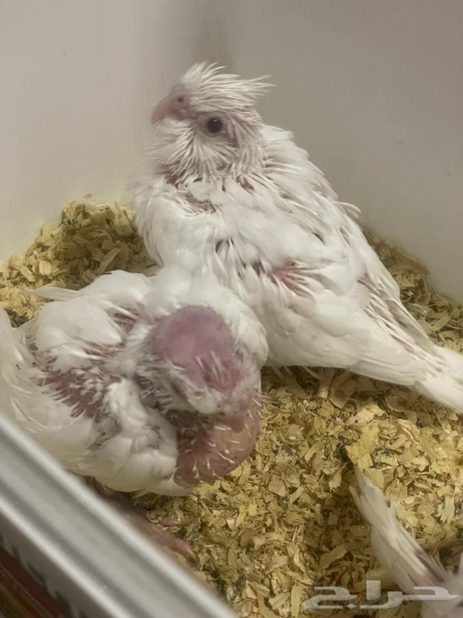 فروخ كروان البينو عيون حمر64374334555266110