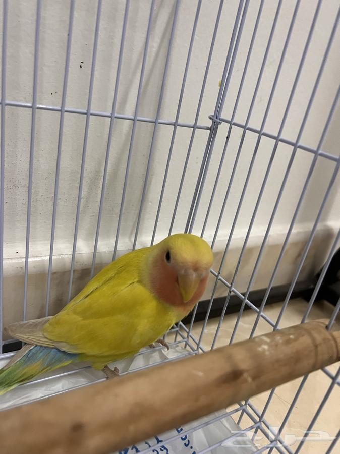 طيور روز لاتينو للبيع64371133172227111