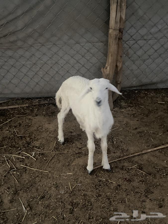 Taly64374934735745113