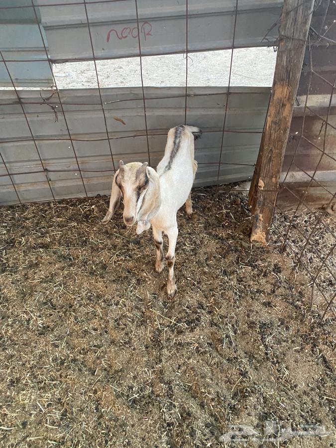 Three Dawagir64375171142145113