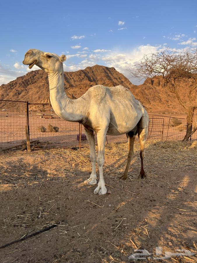 A good camel, her calf died recently, and a breeding camel for whoever wants to breed64375678751234110