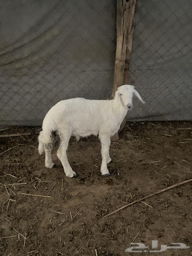 Taly64374934735745111