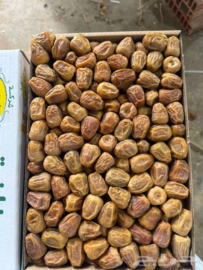 سكري مفتل رقم 2 لمصانع الكنز و الضمد64365232449281110