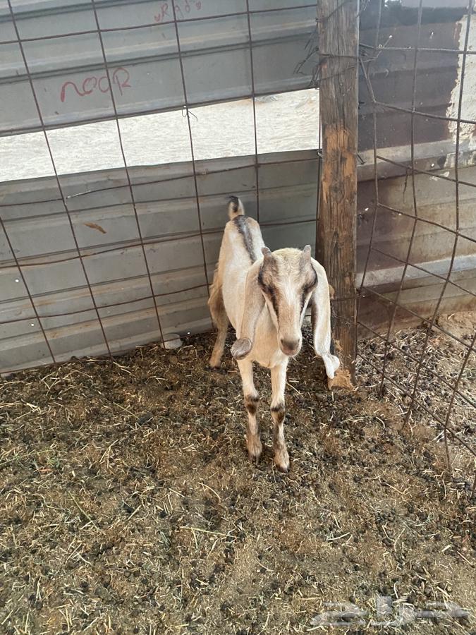 Three Dawagir64375171142145112