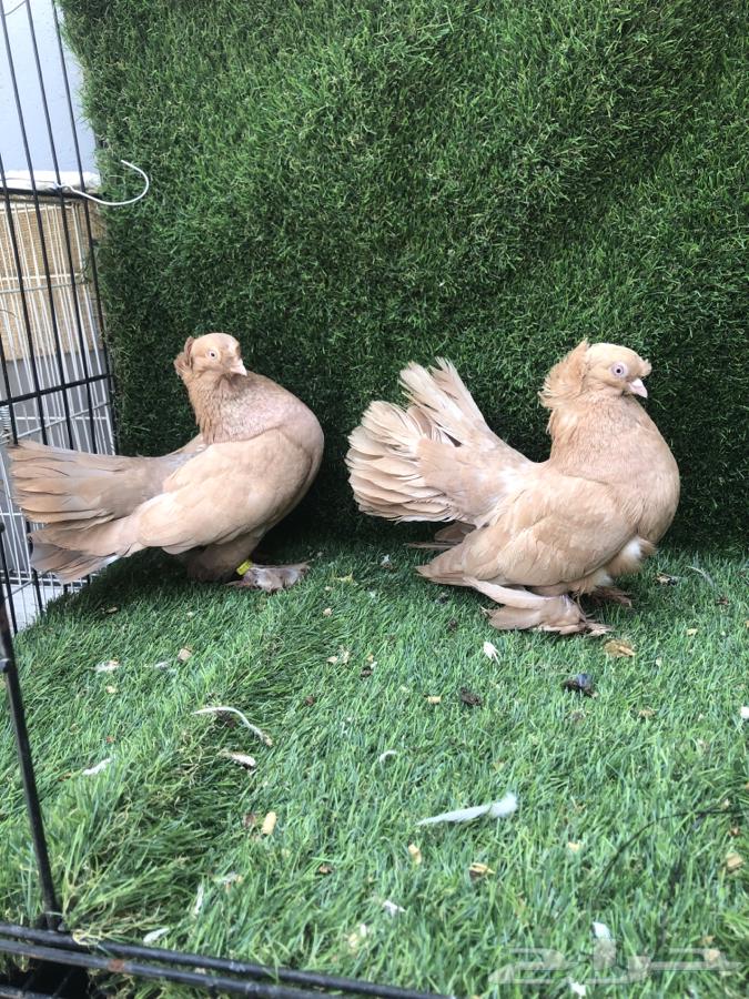 Pair of Eska Doves64371789124354111