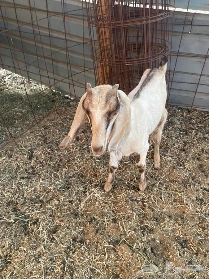 Three Dawagir64375171142145111