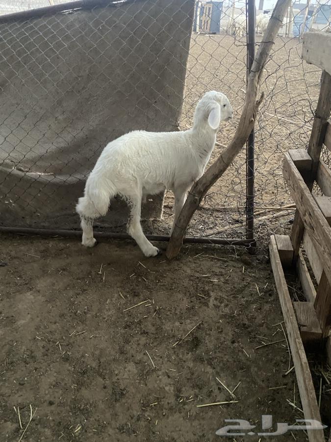 Taly64374934735745114