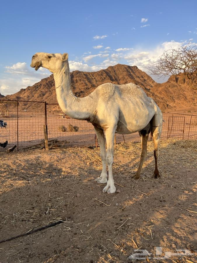 A good camel, her calf died recently, and a breeding camel for whoever wants to breed64375678751234111