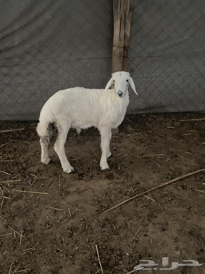 Taly64374934735745110