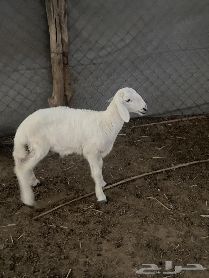 Taly64374934735745112