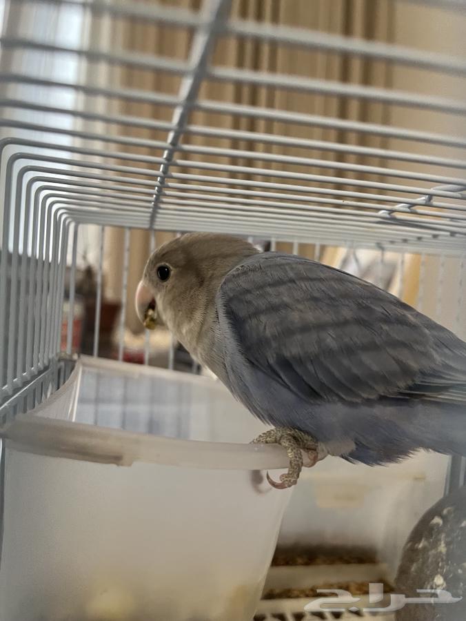 طير روز أليف64366190000259110