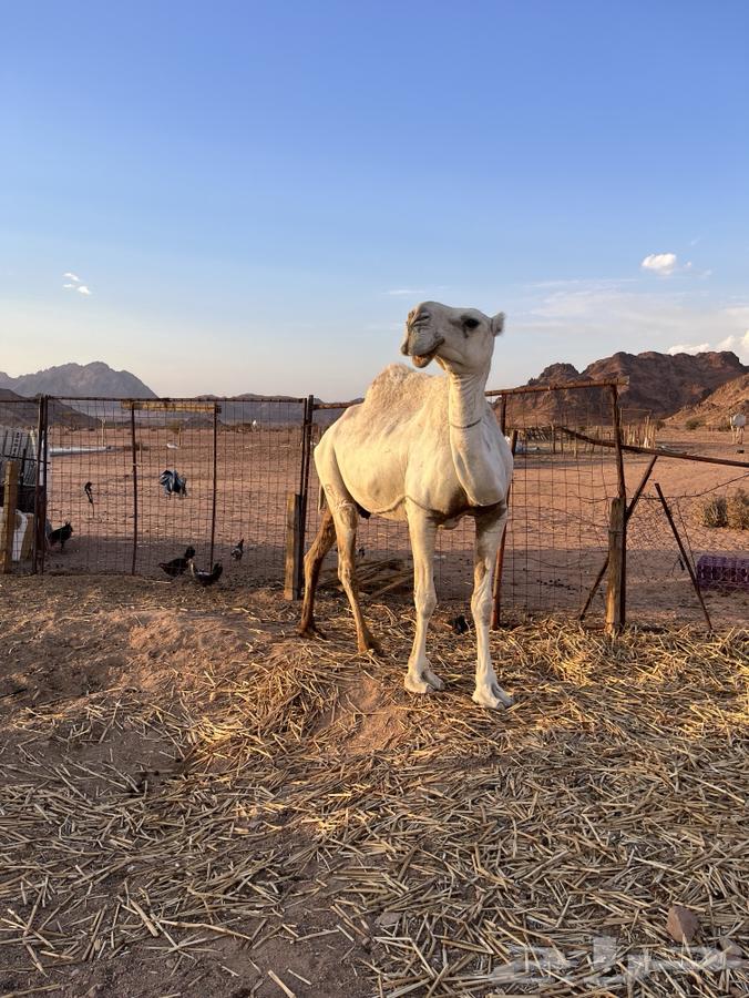 A good camel, her calf died recently, and a breeding camel for whoever wants to breed64375678751234113