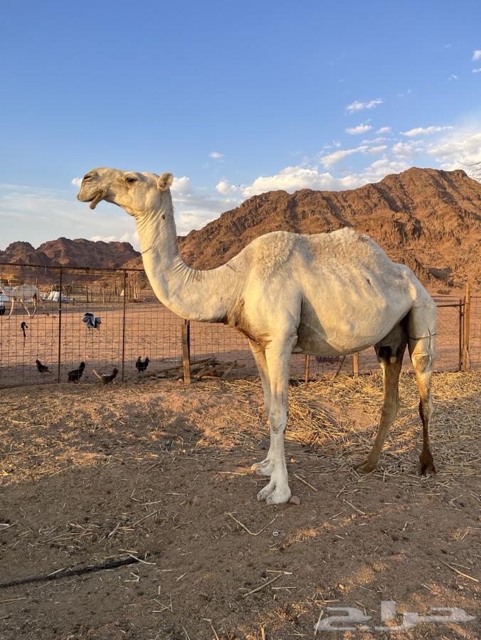 A good camel, her calf died recently, and a breeding camel for whoever wants to breed64375678751234112