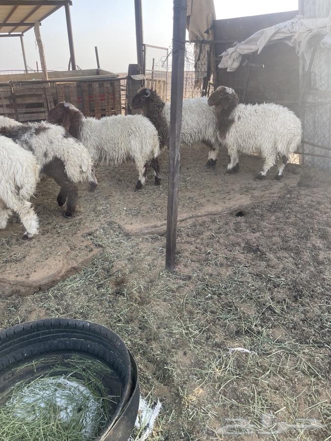 بهم لبيع64369674465025111