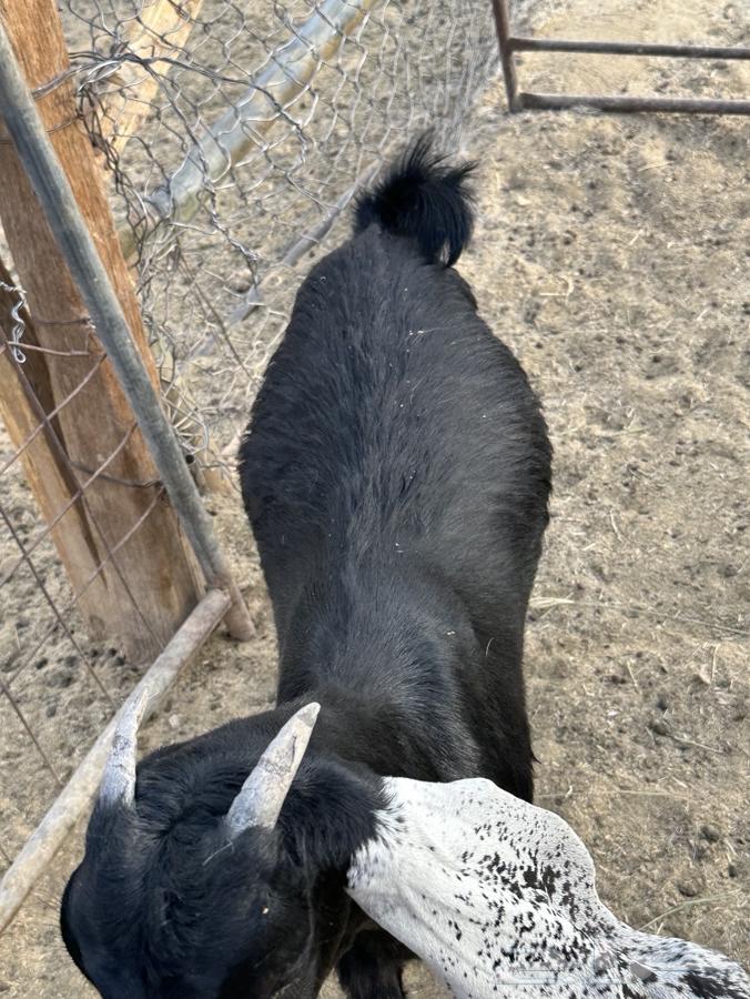 تيوس بلدي ضمان بعد الذبح64366278221314113