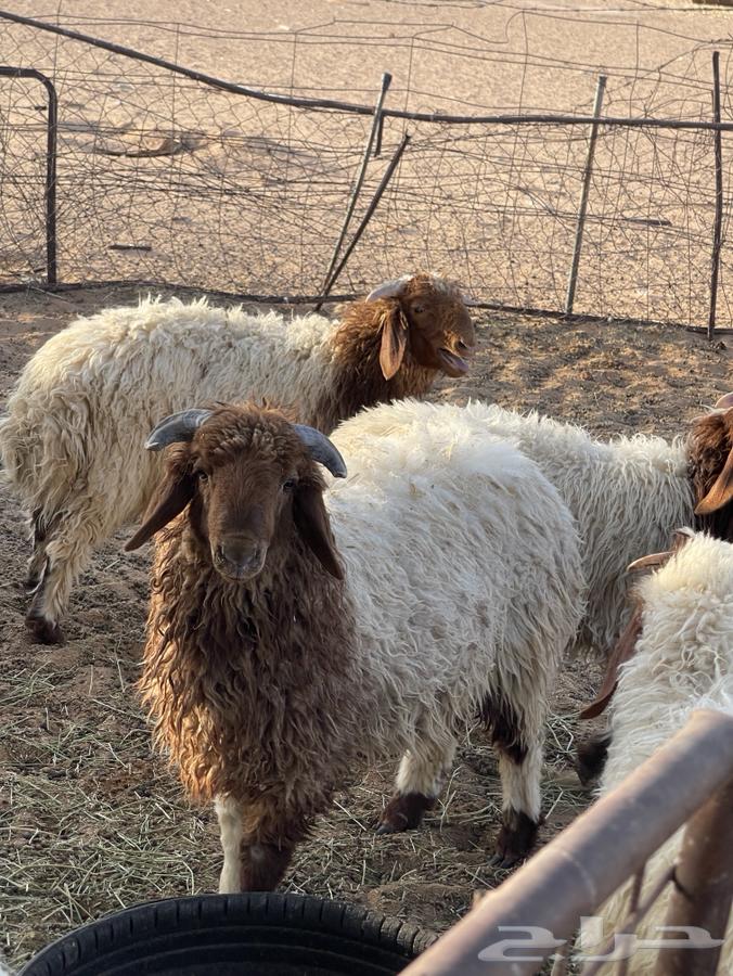 بهم لبيع64369674465025110