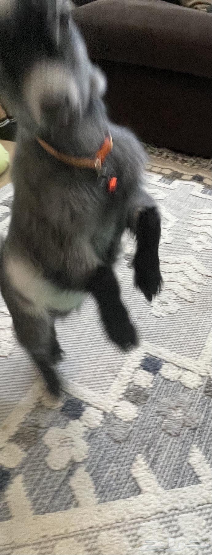 تيس قزم للبيع64371759453569113