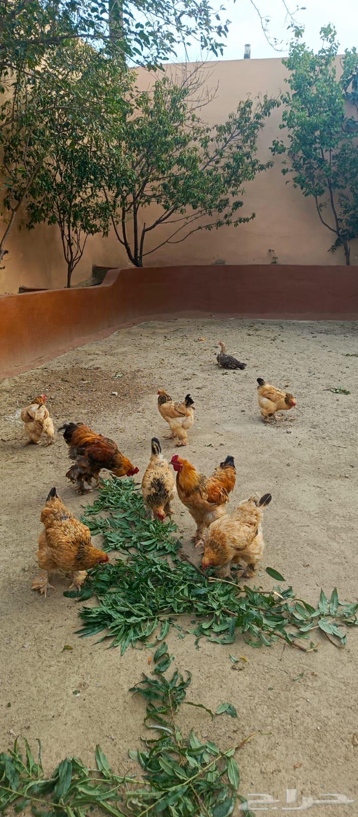 دجاج براهما64371191283971112